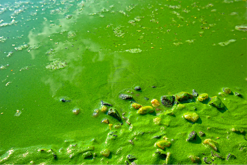 Microcystin Testing