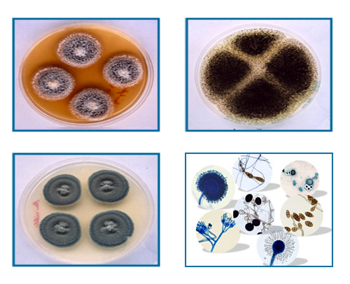 Wastewater Testing